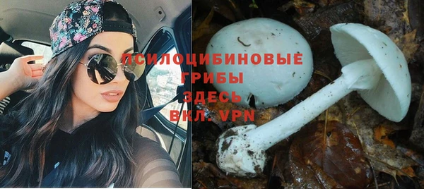 PSILOCYBIN Нязепетровск
